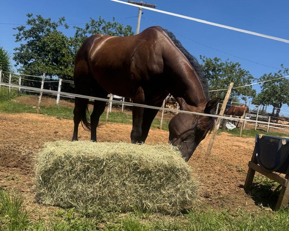 Cavalo comendo de um fardo de feno da EQUIFENO